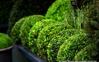 Think outside the Box: alternatives to Buxus sempervirens