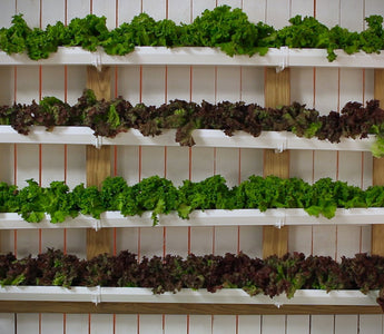 Gutter Gardening