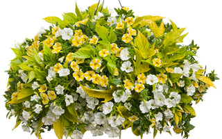 10 Best Plants For Hanging Basket
