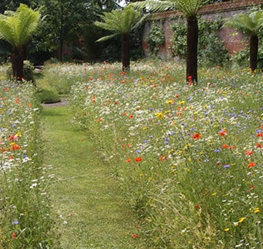 A Wildflower Meadow; an easy option or hard work?