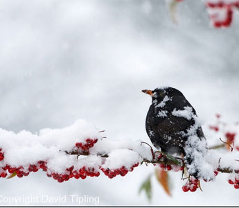 Garden Bird Photography Master Class
