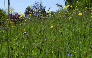 How to make a meadow using plug plants