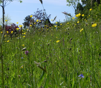 How to make a meadow using plug plants