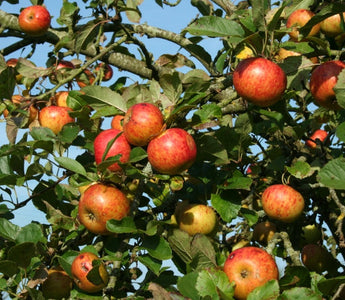 Time for trees - it's a great time to plant a tree in your garden