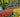 The Planting of 7 Million Bulbs at Keukenhof