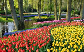 The Planting of 7 Million Bulbs at Keukenhof
