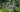 How to plant bulbs for naturalising
