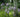 How to plant bulbs for naturalising
