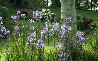 How to plant bulbs for naturalising