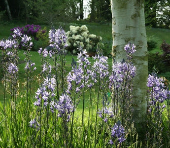 How to plant bulbs for naturalising