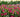 Early Garden Tulips