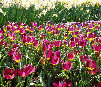 Early Garden Tulips