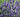 How to grow Lavender