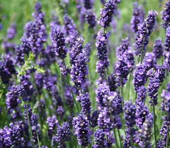 How to grow Lavender