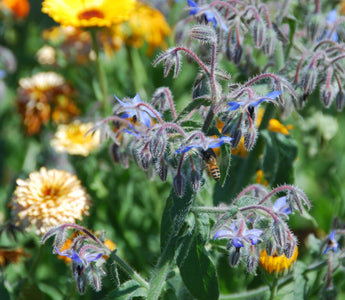 Save Our Bees