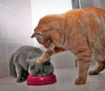 The Best Perfectly Timed Animal Photos Ever