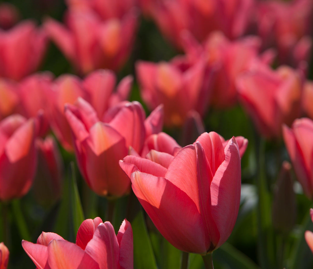 Buying Tulip Bulbs Size Matters! Learning with Experts Staging