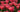 Buying Tulip Bulbs - Size Matters!