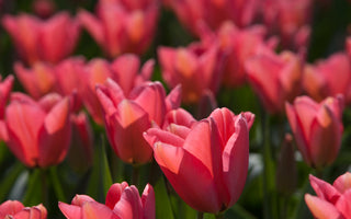 Buying Tulip Bulbs - Size Matters!