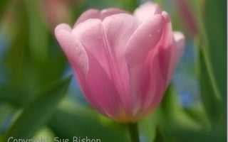 A Photographers Diary: Monet's Garden