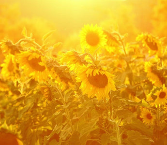 How To Cope With Strong Summer Sunlight