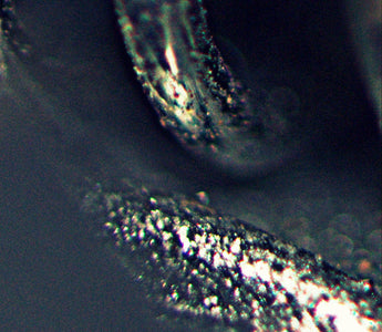 Identify the mystery garden photo... - we just made it easier!!  (win a gardening course worth £145/$230)