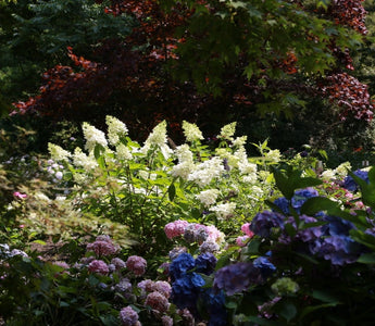 How to grow hydrangeas – shrubs for late summer colour