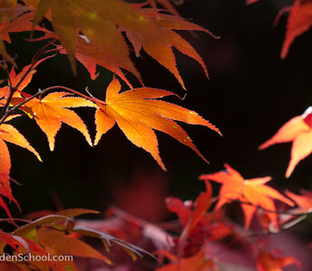 Fall Foliage - The Colours of Autumn