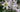 Plan Now for Summer Flowering Bulbs