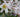 Plan Now for Summer Flowering Bulbs