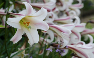 Plan Now for Summer Flowering Bulbs
