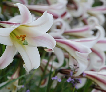 Plan Now for Summer Flowering Bulbs
