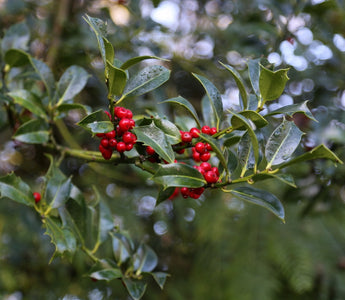 What will you be doing in the garden in December?