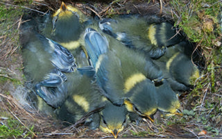 10 Tips About Bird Boxes