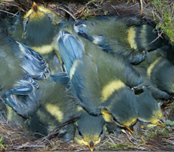 10 Tips About Bird Boxes