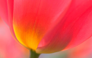 Spring Flowers For Colour Lovers