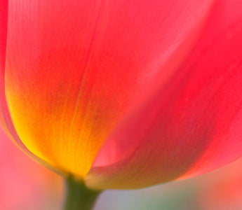 Spring Flowers For Colour Lovers