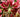 How to grow lilies - for summer colour, exotic blooms and powerful fragrance