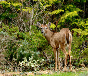 10 Deer Resistant Shrubs