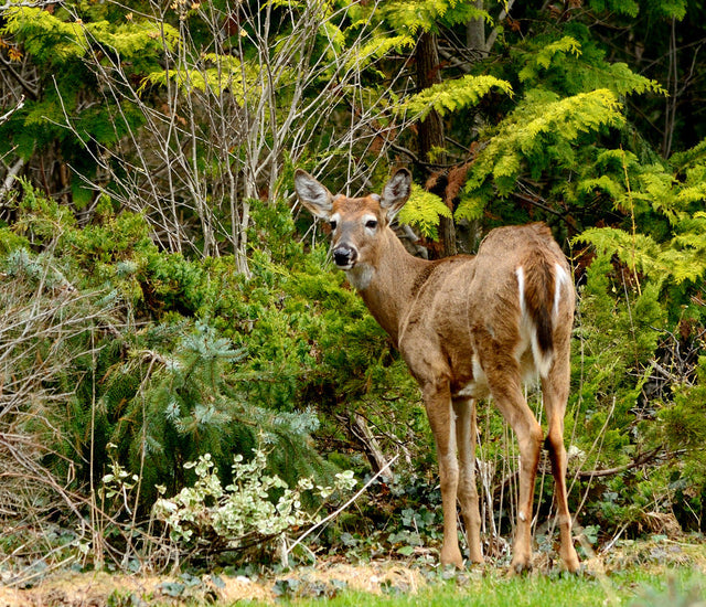 10 Deer Resistant Shrubs Learning with Experts Staging