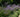 Plants for narrow borders