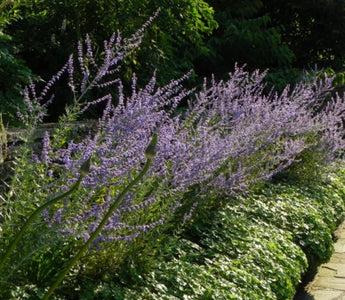Plants for narrow borders
