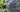 Stunning Shrubs