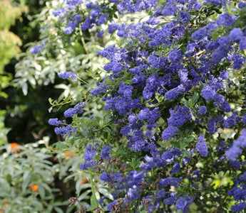 Stunning Shrubs