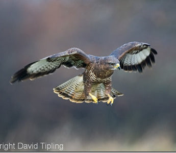 5 Top Photography Tips for Razor Sharp Shots