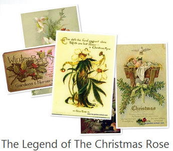 The Christmas Rose &ndash; Hellebores Galore!