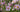 Japanese Anemones