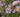 Japanese Anemones
