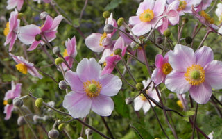 Japanese Anemones