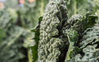 Cavalo nero